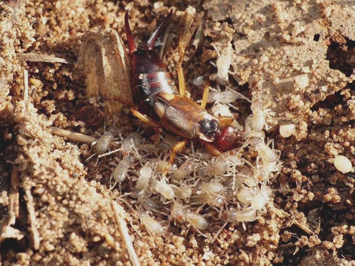 Nido di Forficula auricularia